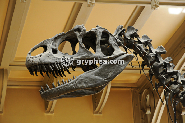 Tyranosaurus rex - tête MHNP - gryphea.org